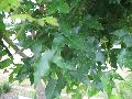 Shantung Maple (Purpleblow Maple)